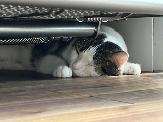 Cat02