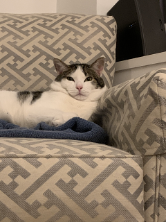Cat03