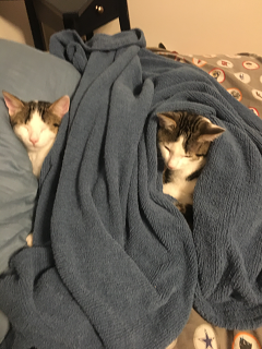 Cat04