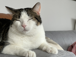Cat05