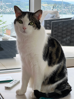 Cat06