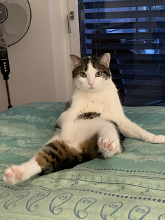 Cat07