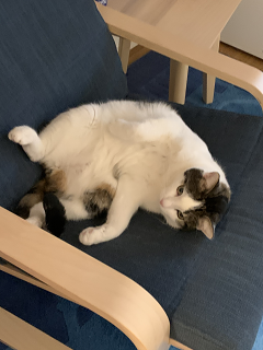 Cat08