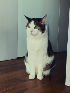 Cat09