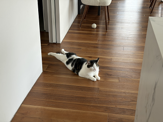 Cat10