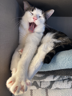 Cat11