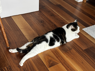 Cat12